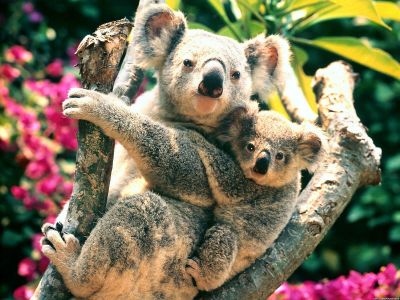 koala.jpg